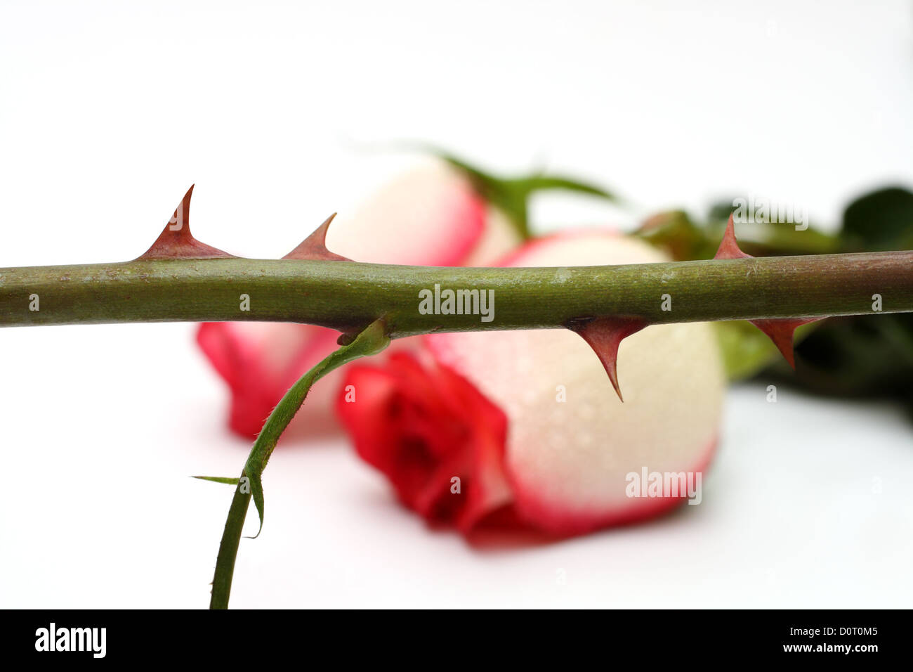 thorns and roses concept Stock Photo Alamy