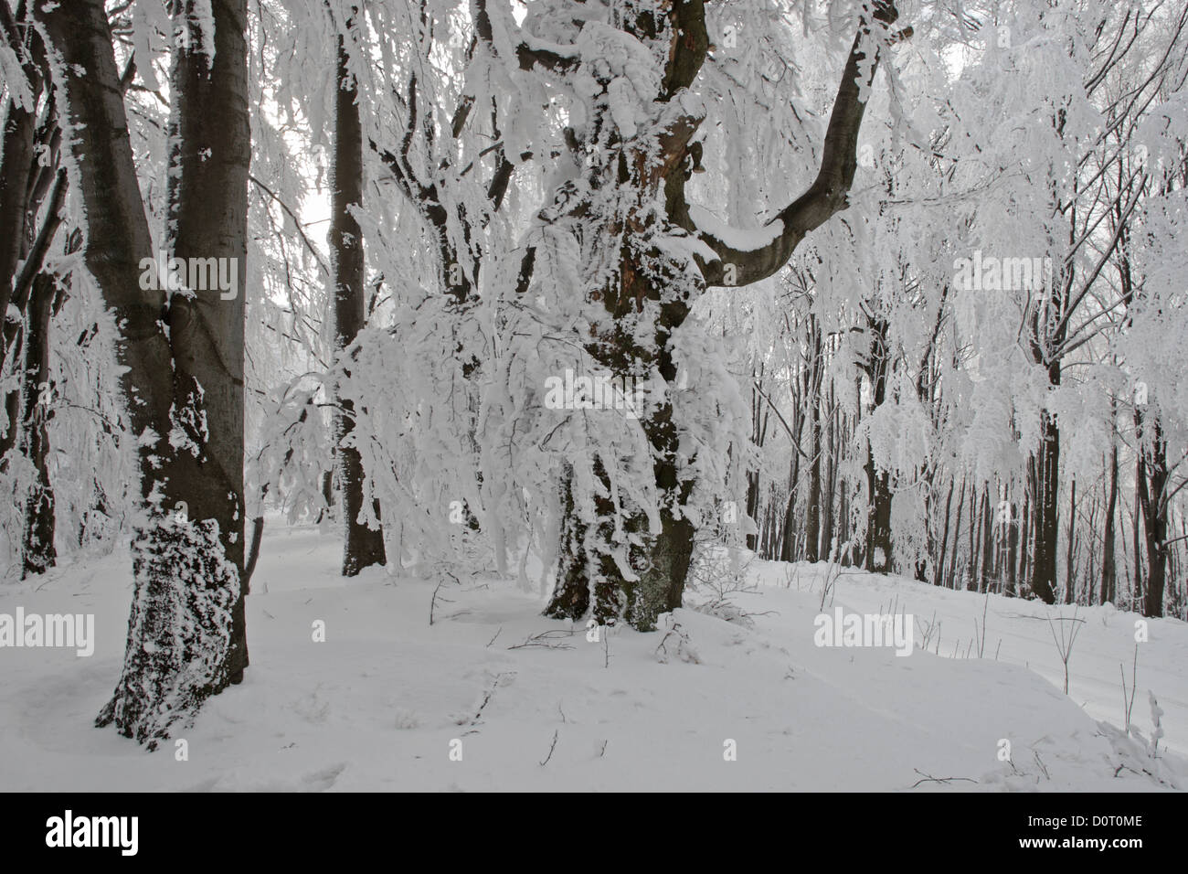Forest. Winter scene with trees in snow. Central Balkan National Park. Bulgaria Stock Photo