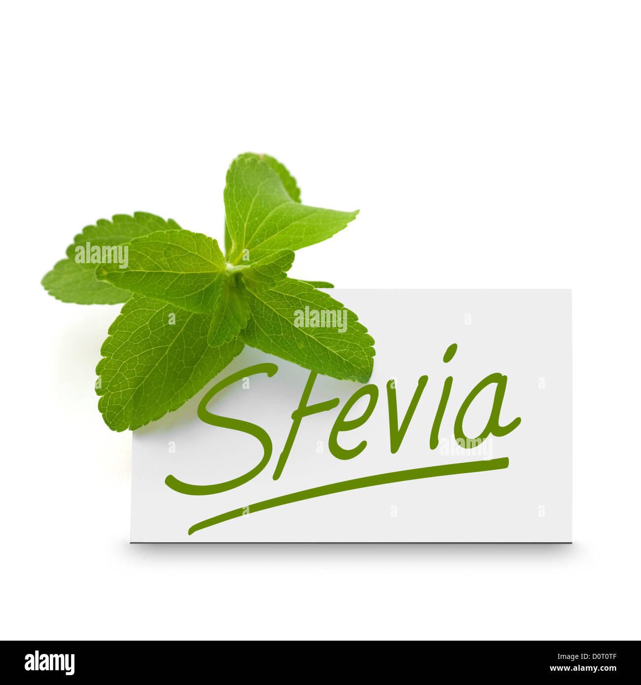 leaves of stevia rebaudiana over a card where it is written the word stevia, white background Stock Photo