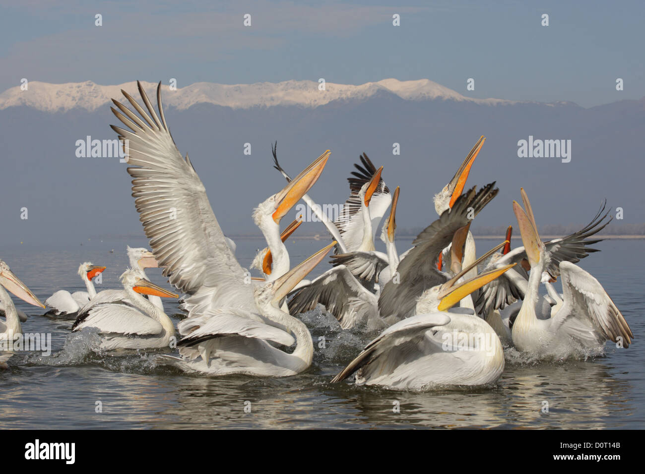 Dalmatian Pelican. Pelecanus crispus.Lake Kerkini, Greece Stock Photo