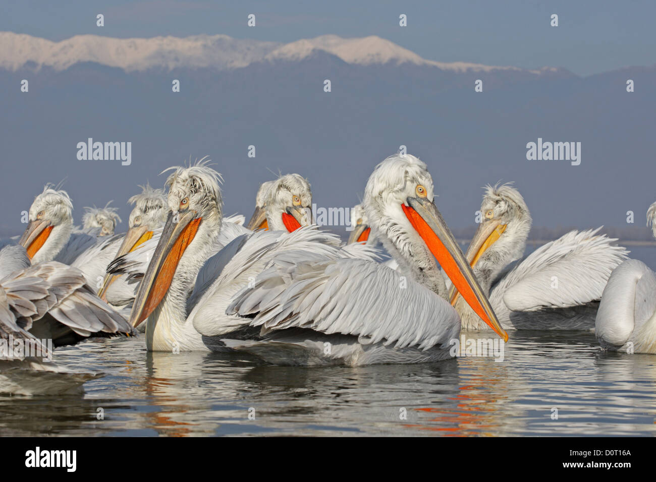 A group of Dalmatian pelican in breeding plumage, Pelicanus crispus, Kerkini Lake, Greece Stock Photo