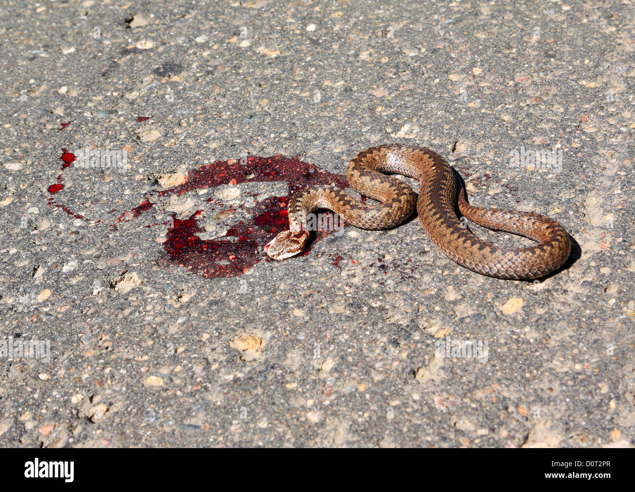 Dead snake hi-res stock photography and images - Page 2 - Alamy