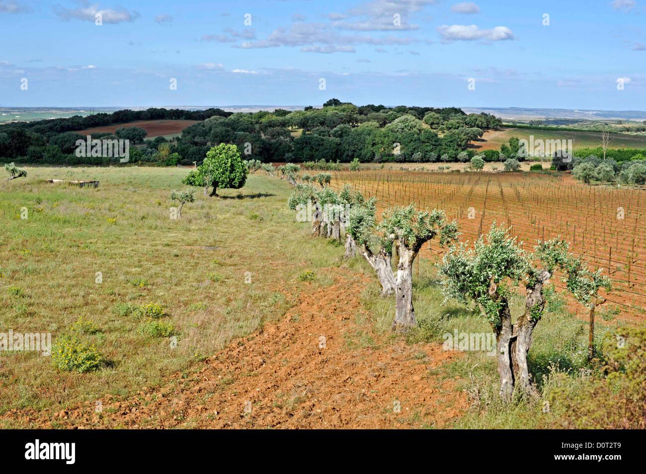 Farmland in the Alentejo Stock Photo