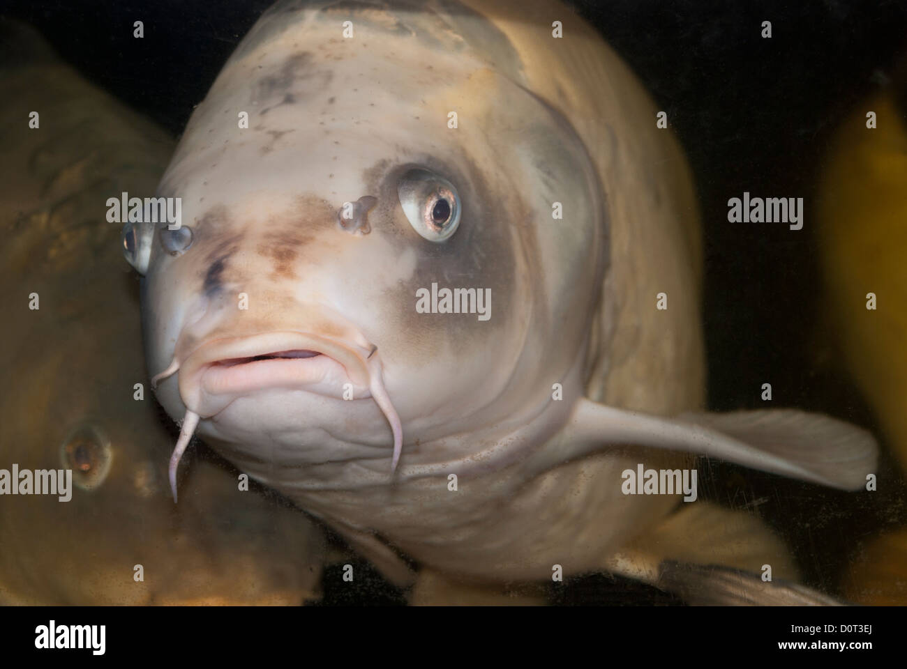 A bright metallic Platinum Ogon koi carp swimming in an aquarium Stock Photo