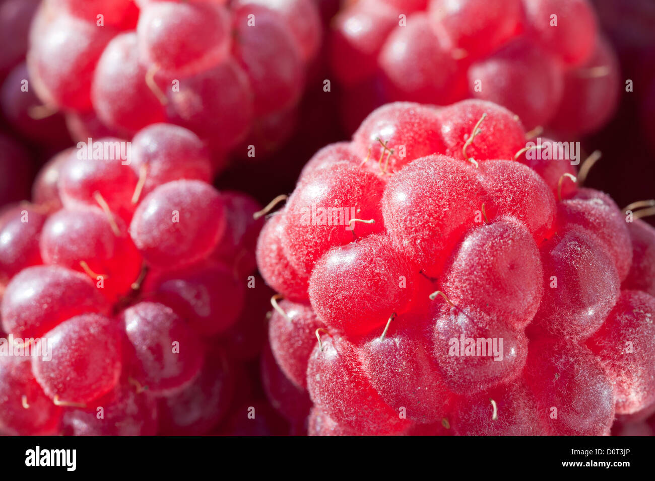 Ripe raspberry macro hi-res stock photography and images - Alamy