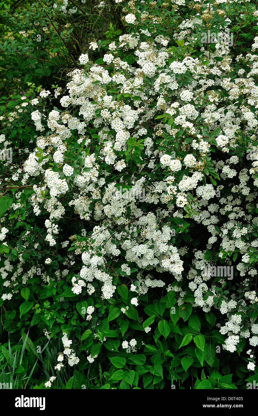 Spirea (Spiraea x vanhouttei) in bloom, in a garden, in may. 'Potager de Suzanne' Mayenne, Loire country, France. Stock Photo