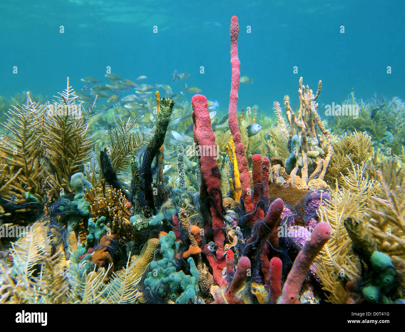 A thriving coral reef covered in corals and colorful sponges with