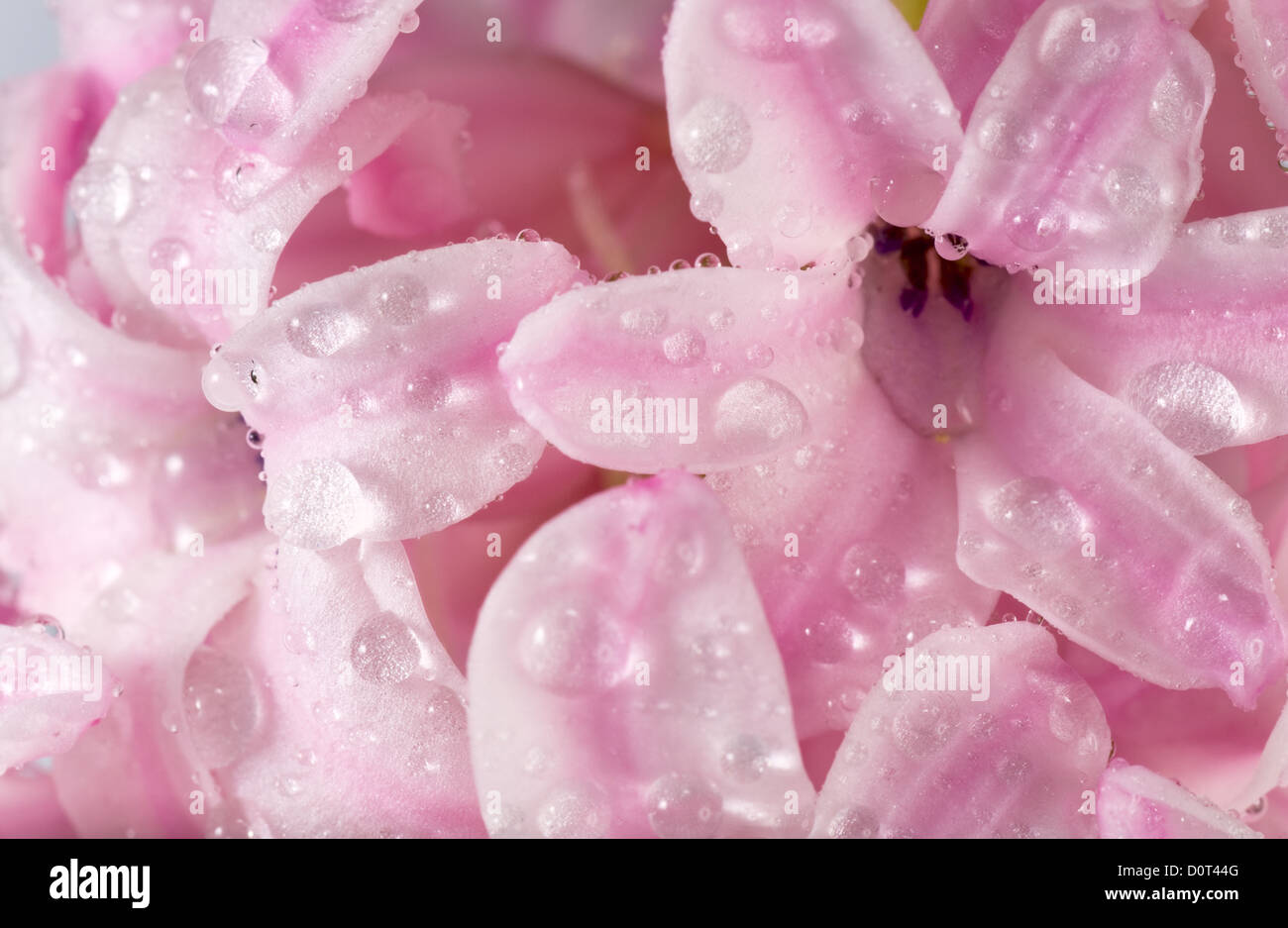 hyacinthus flower Stock Photo