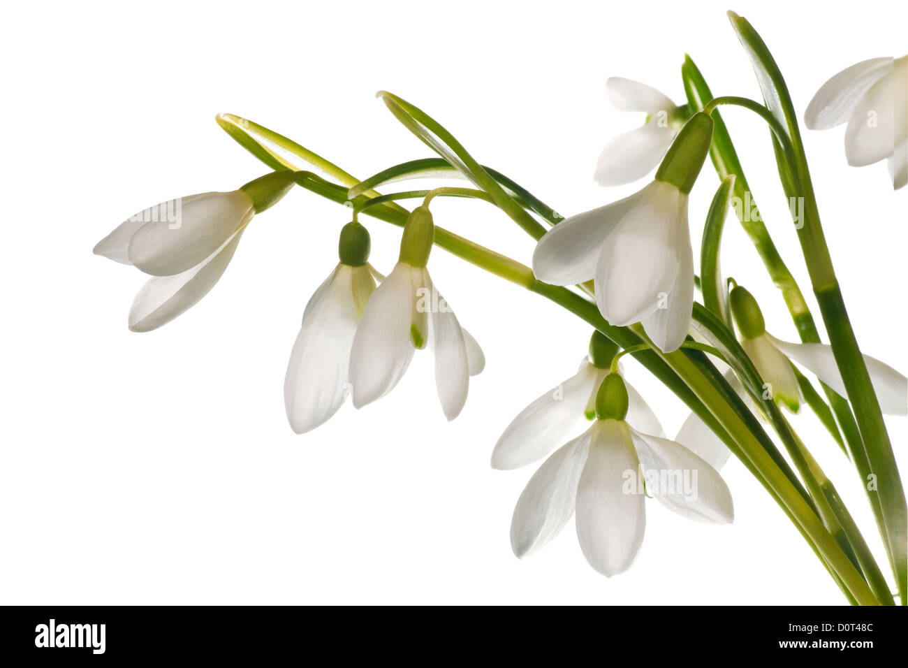 snowdrop flowers nosegay isolated on white Stock Photo
