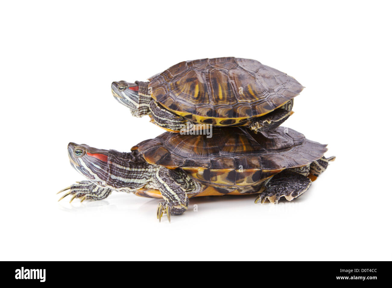 Two aquatic turtle, one over another Stock Photo
