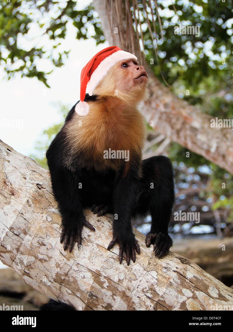 White faced Capuchin Monkey in red Santa Claus hat, Costa Rica Stock Photo