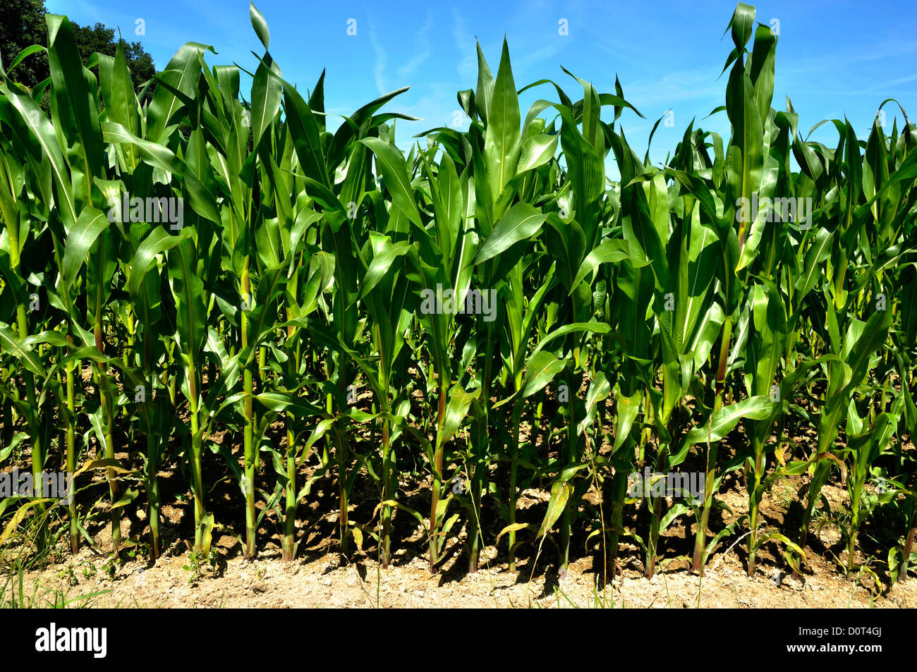 Field cultivated with corn (Zea mays), north of Mayenne department, in august. Loire country, France. Stock Photo