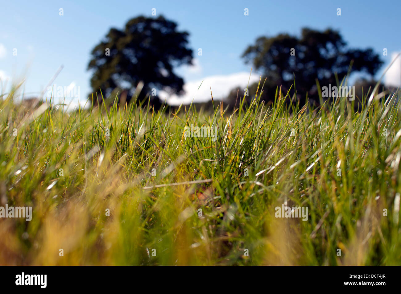 Low level view of grassy field Stock Photo