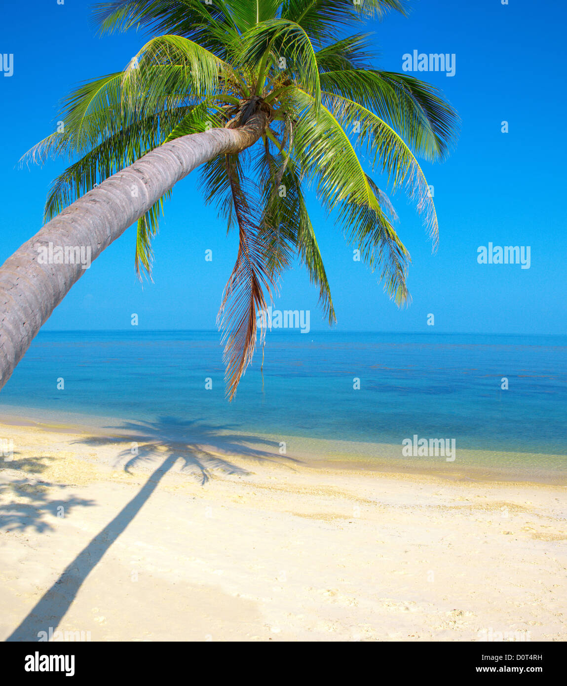beach with coconut palm tree Stock Photo