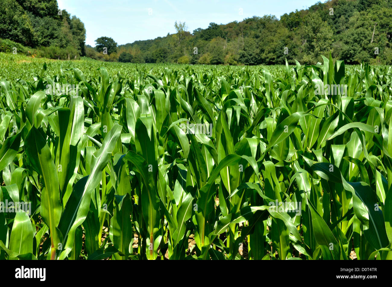 Field cultivated with corn (Zea mays), north of Mayenne department, in august, maîs fourrager. Loire country, France. Stock Photo