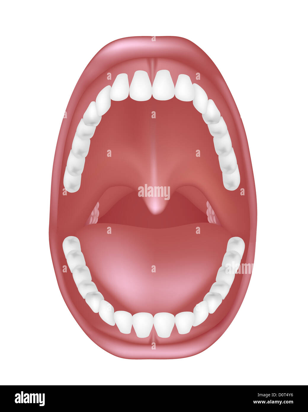 Mouth anatomy Stock Photo
