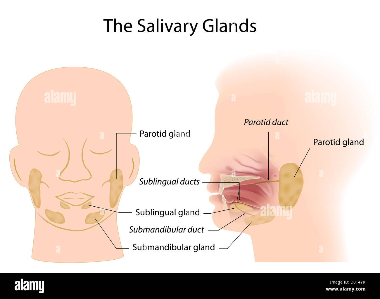 Salivary glands Stock Photo