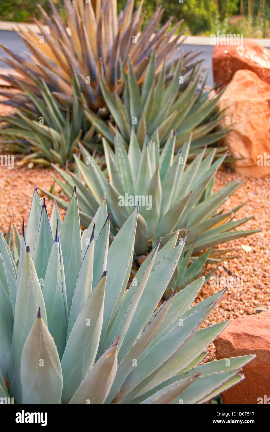 Century Plants (Agave Americana) in Sedona, Arizona Stock Photo Alamy