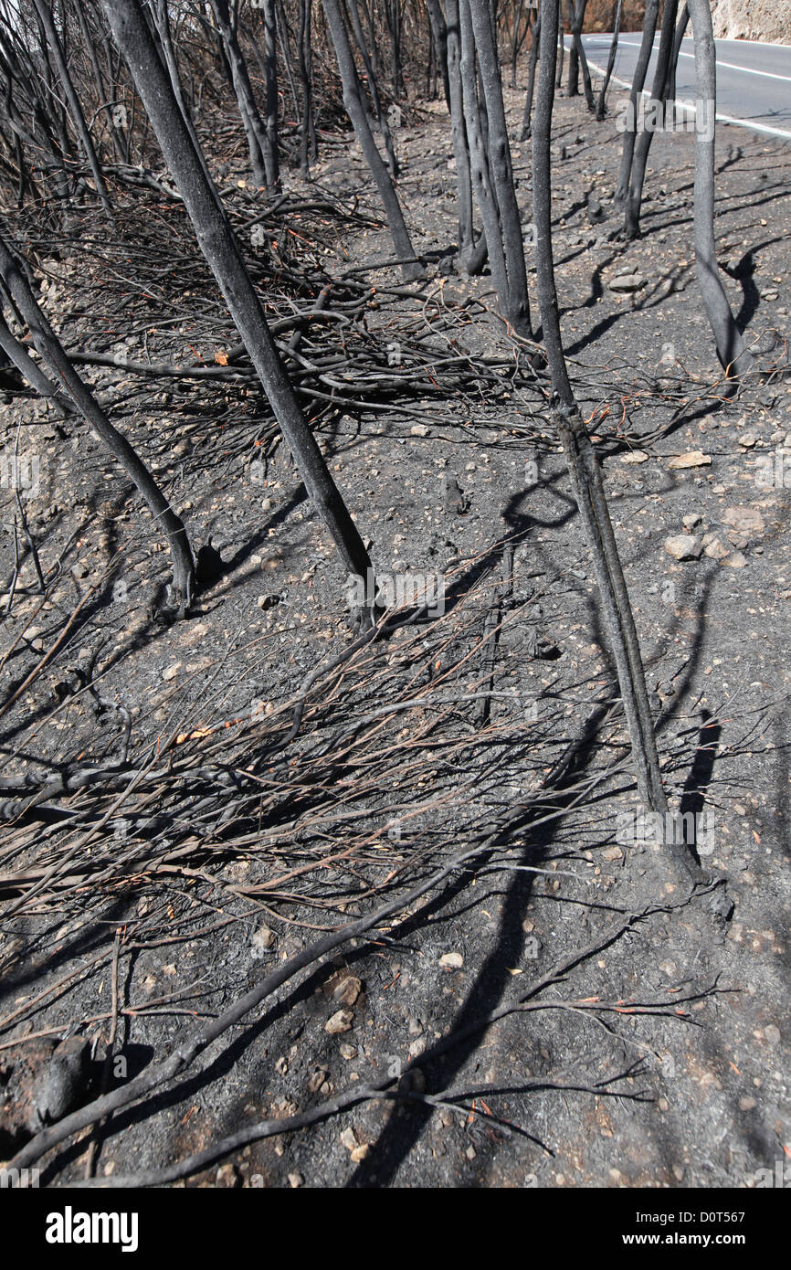 Burned trees some days after the forest fire in 2012 in the laurel forest of the Garajonay national park, La Gomera Stock Photo