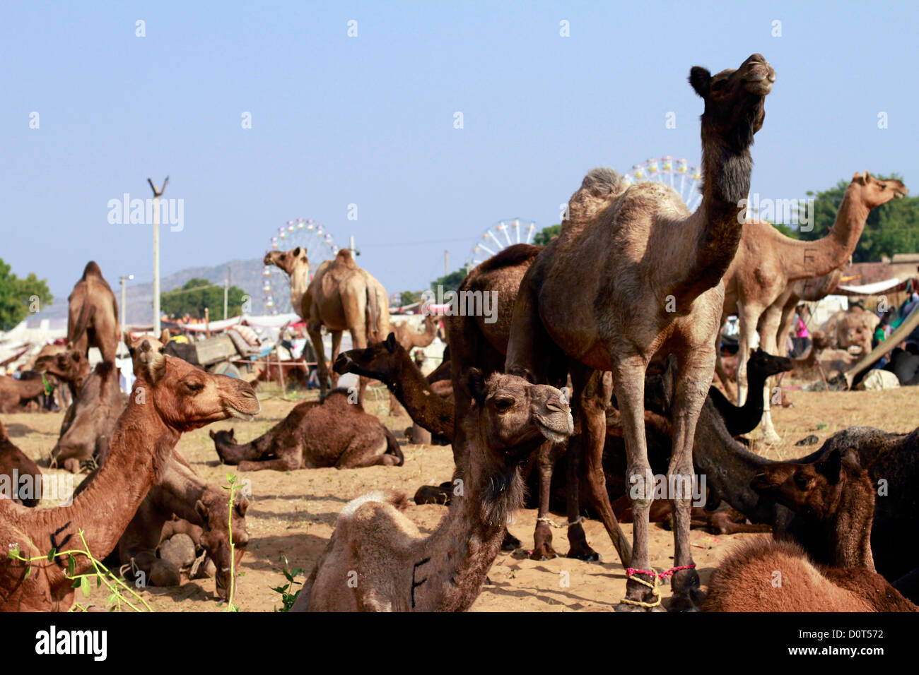 Camels herd  at Pushkar Fair Rajasthn, India Stock Photo