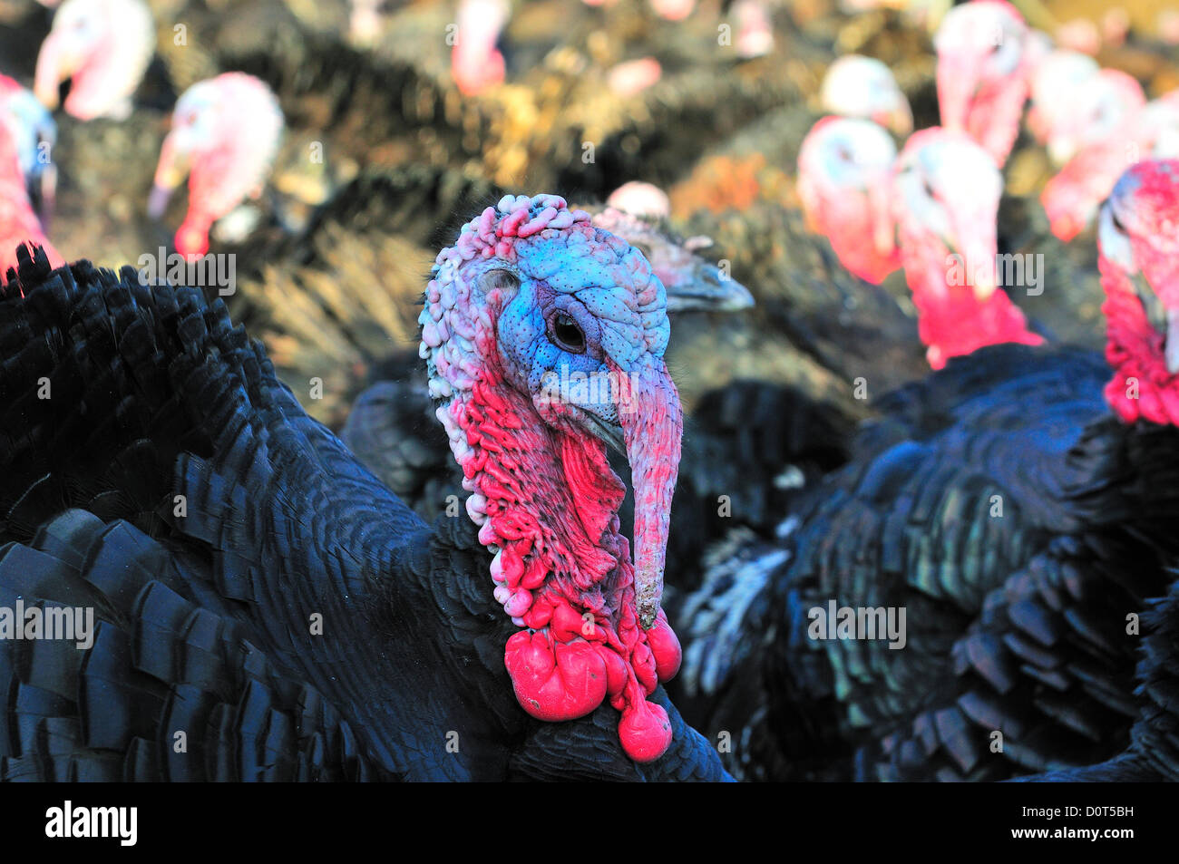 Bronze turkeys free range hires stock photography and images Alamy