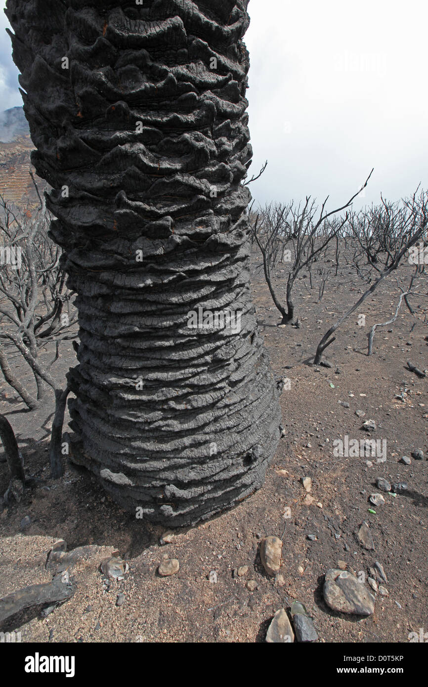 Burned trees and a palm some days after the forest fire in 2012 in the laurel forest of the Garajonay national park, La Gomera Stock Photo