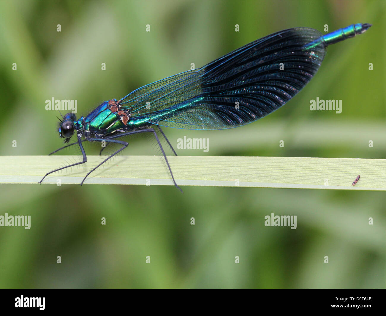 Detailed capture of a Male Banded Demoiselle (Calopteryx splendens) posing on a blade of grass Stock Photo