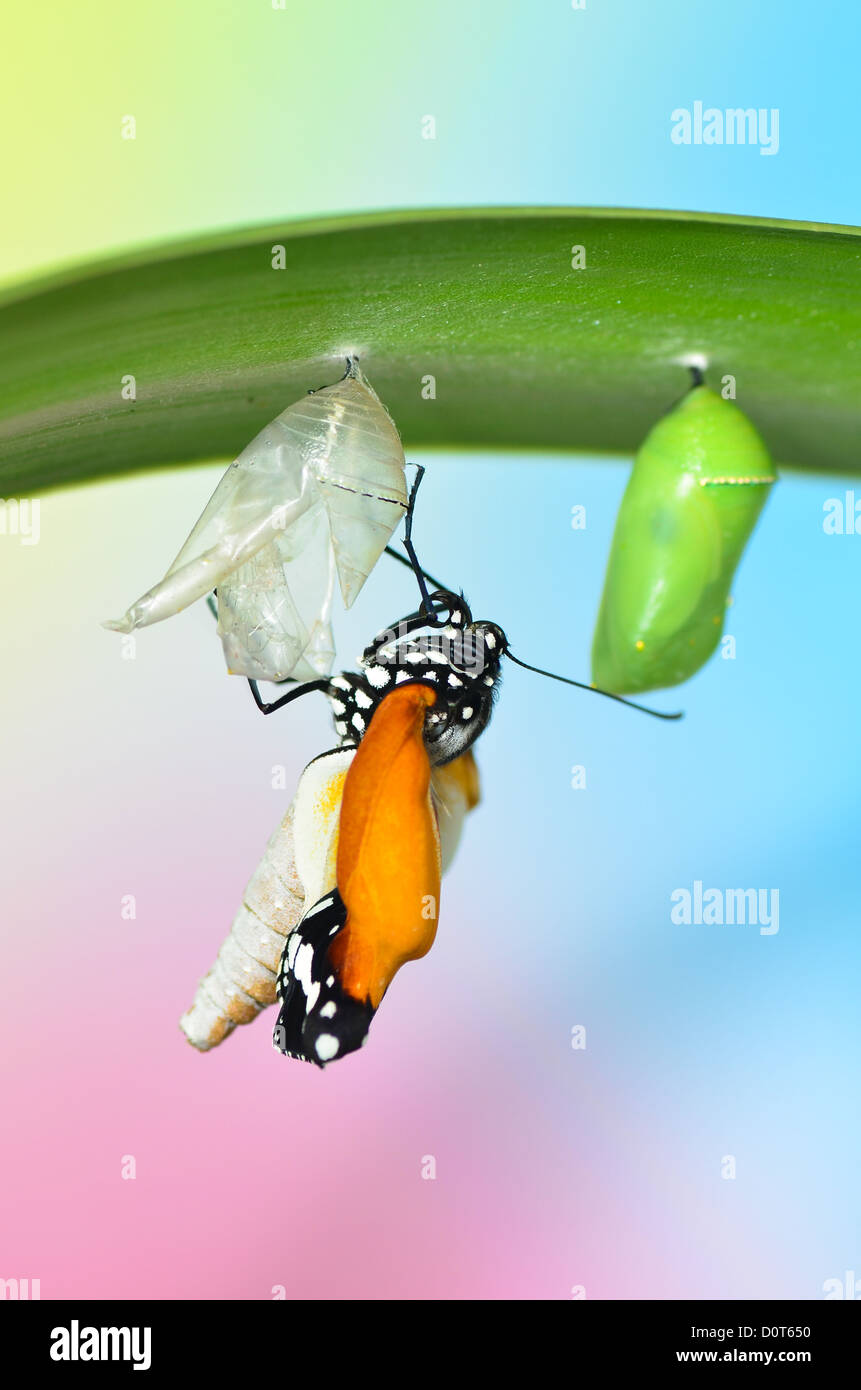 Butterfly under the leaf after emerging from chrysalis Stock Photo