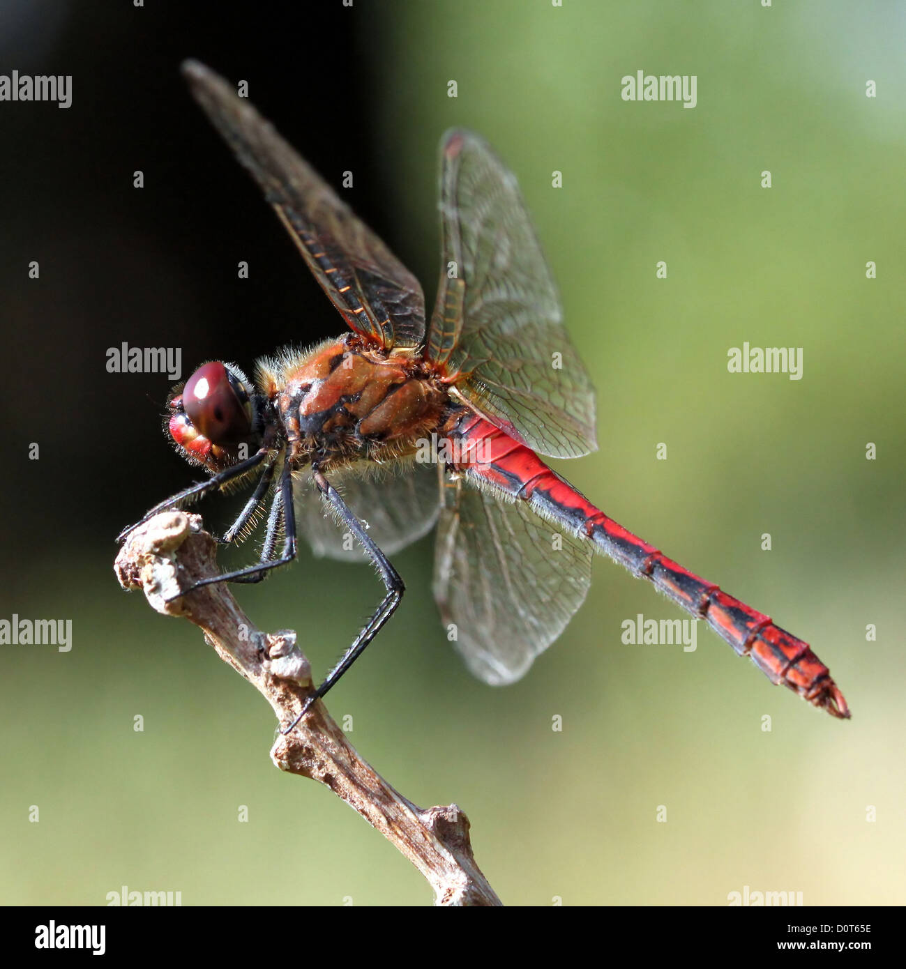 Macro of a  Ruddy Darter dragonfly (Sympetrum sanguineum) posing on a branch Stock Photo