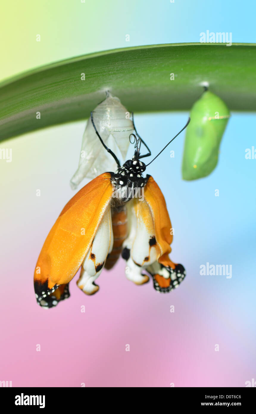 Butterfly under the leaf after emerging from chrysalis Stock Photo