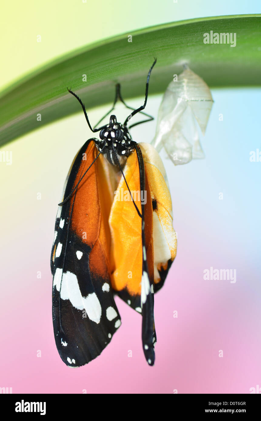 Butterfly under the leaf after emerging from chrysalis Stock Photo