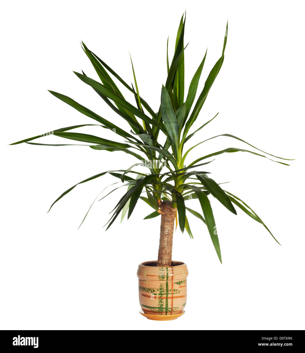 House palm (yucca) Stock Photo