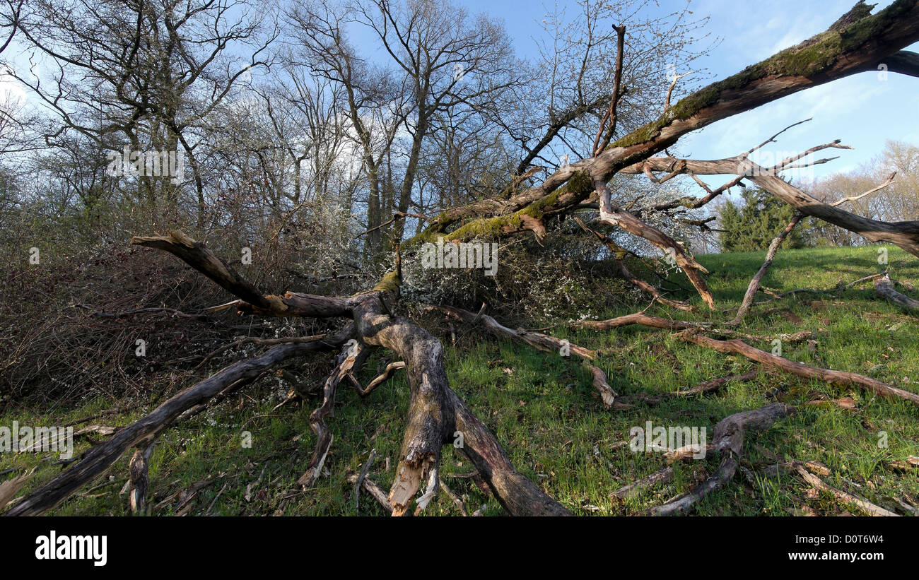 Tree, Burgdorf, oak, wood, canton Bern, nature, Switzerland, dead wood, edge of, forest Stock Photo