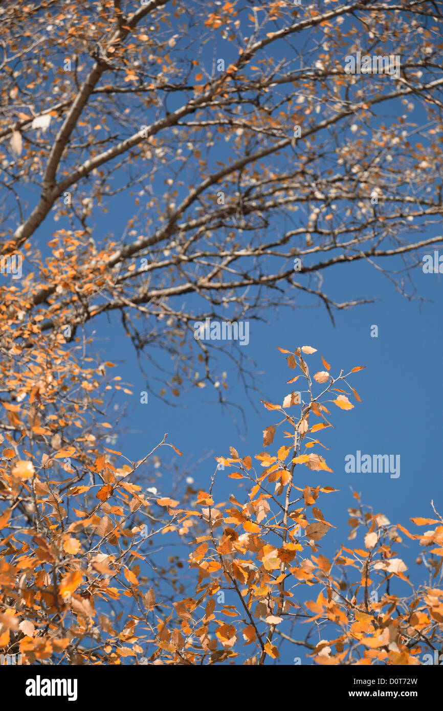 The beautiful autumn Stock Photo