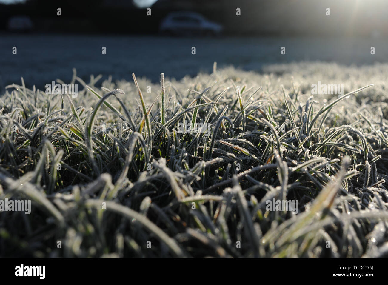 Frost on grass on cold winter morning Sussex UK winter Stock Photo