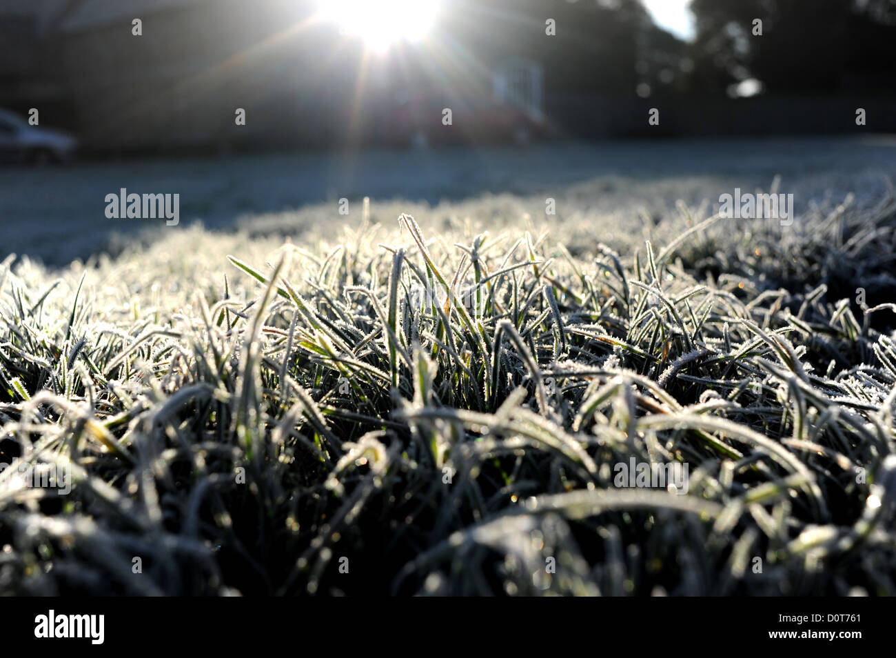 Frost on grass on cold winter morning Sussex UK Stock Photo