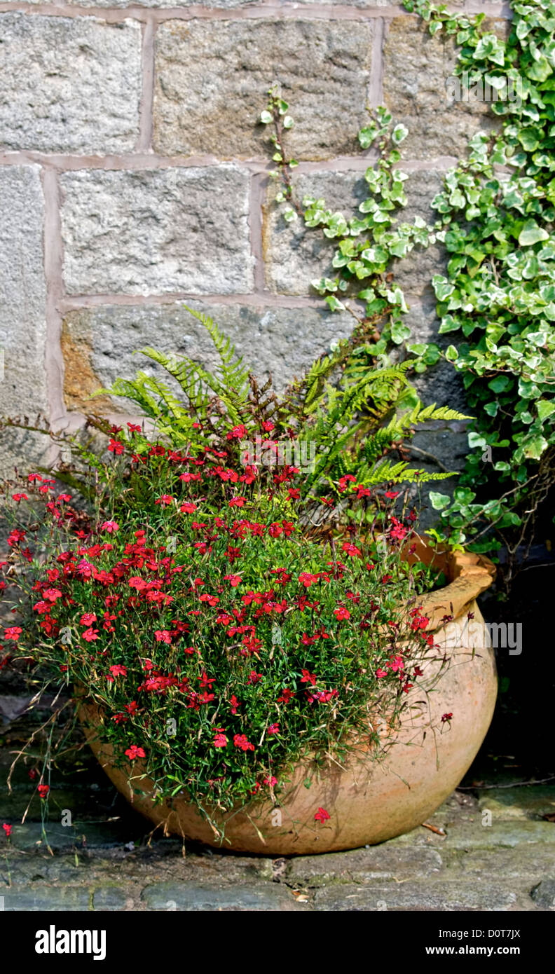 Red Flowers in a Garden Pot set against a stone wall Stock Photo - Alamy