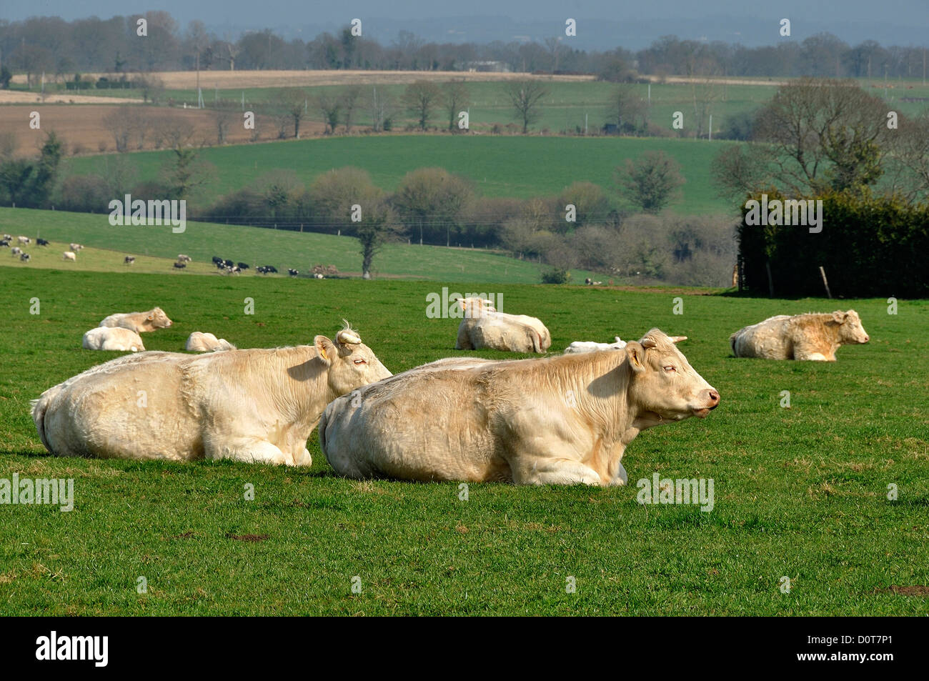 Young Charolais cows in a meadow, in march,north Mayenne, Loire country, France. Stock Photo