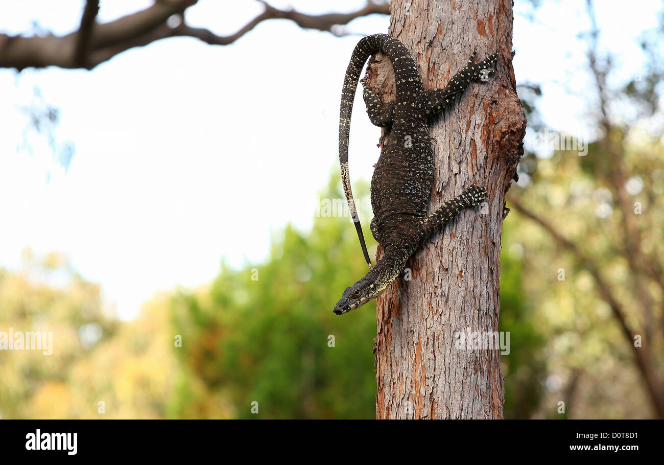 Leguan, reptile, tree, Fraser Island, Queensland, Australia, Cathedral Beach, nature, animal, tree Stock Photo