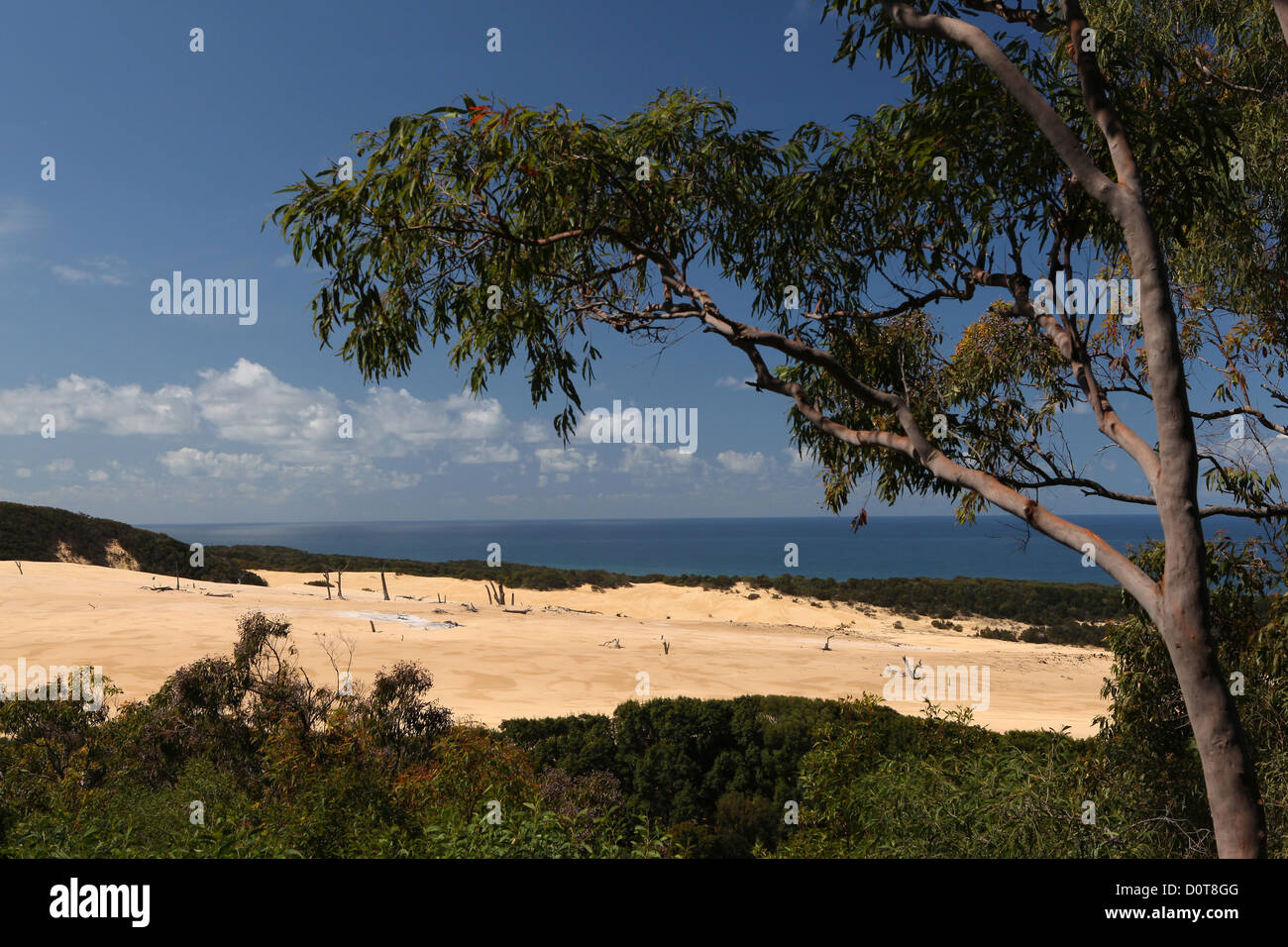 Stonetool Sandblow, Fraser Island, Queensland, Australia, sand island, sand dune, dune, sand, trees, stump, eucalyptus, karri, s Stock Photo