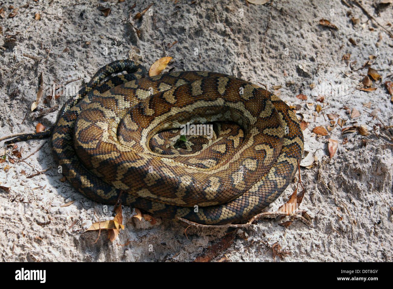 Python, snake, large, long, innocuous, sun, warmth, warm, sand island, Sand, runway, Fraser Island, Queensland, adventure, Austr Stock Photo