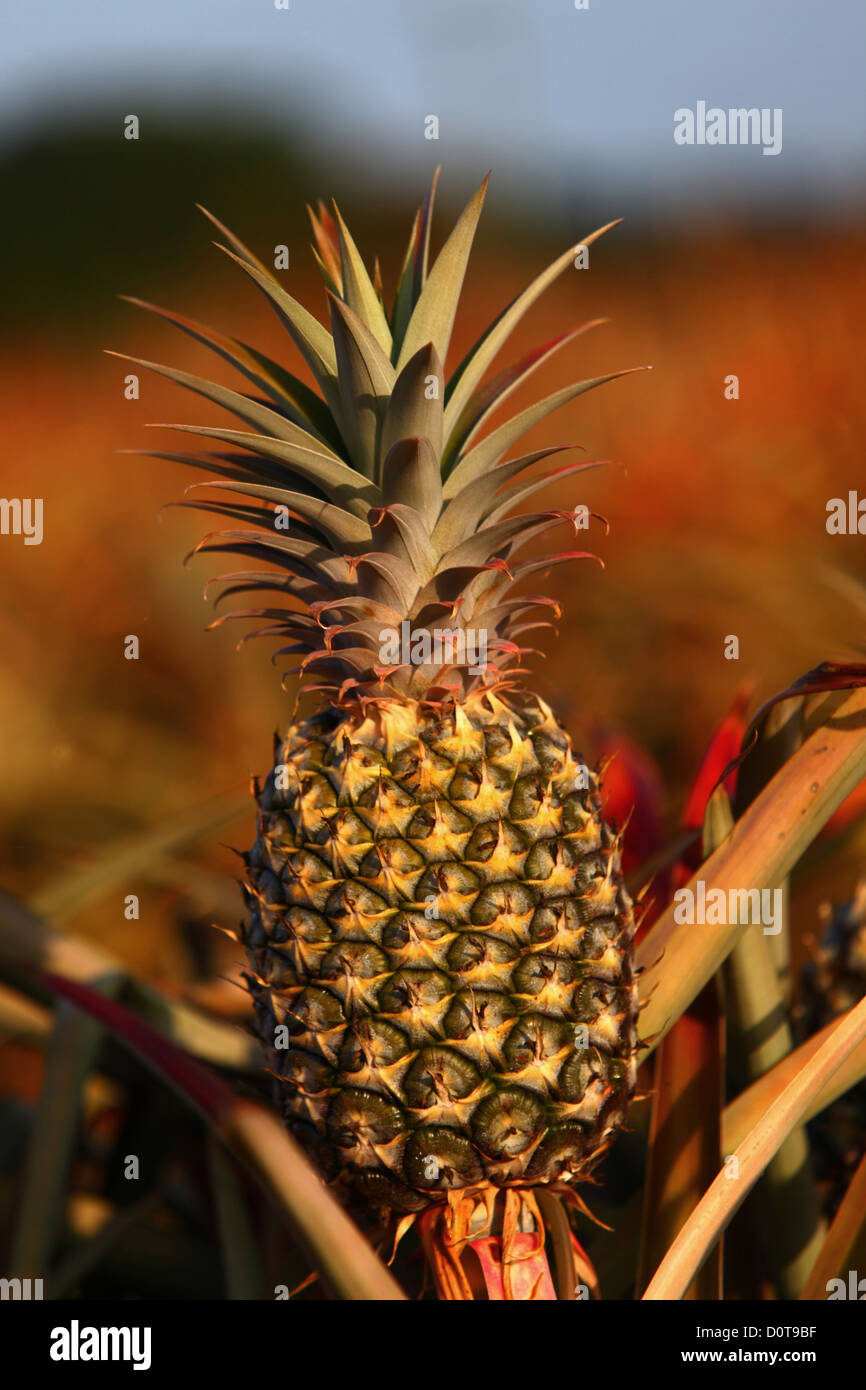 Pineapple, pineapple plantation, fruit, exotic, juicy, Rollingstone