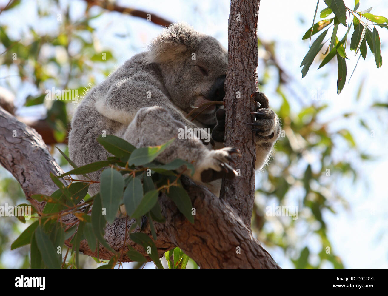 Koala, marsupial, typical, sleep, eucalyptus, karri, tree, branch, knot, leaves, foliage, sweetly, sweetly, fur, Magnetic Island Stock Photo