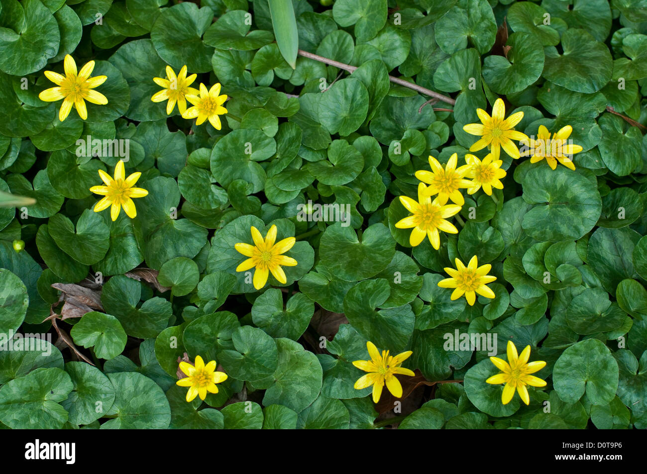 Lesser celandine (Ranunculus ficaria) flowers and foliage, a spring wildflower. Stock Photo