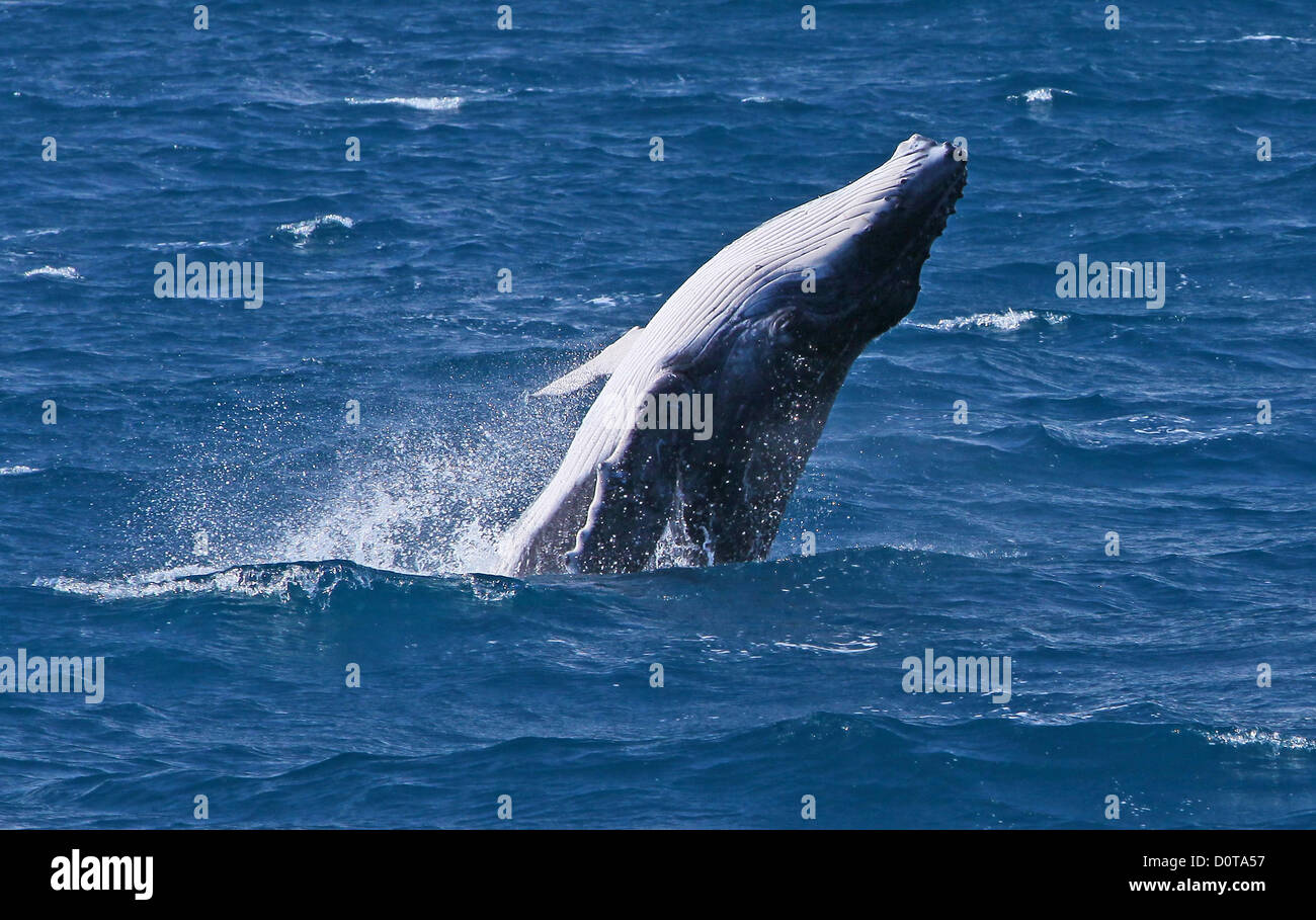 Whale, humpback whale, fish, animal, jump, Hervey Bay, Queensland, Australia, sea, whale watching, boat, boat trip, endangers, H Stock Photo