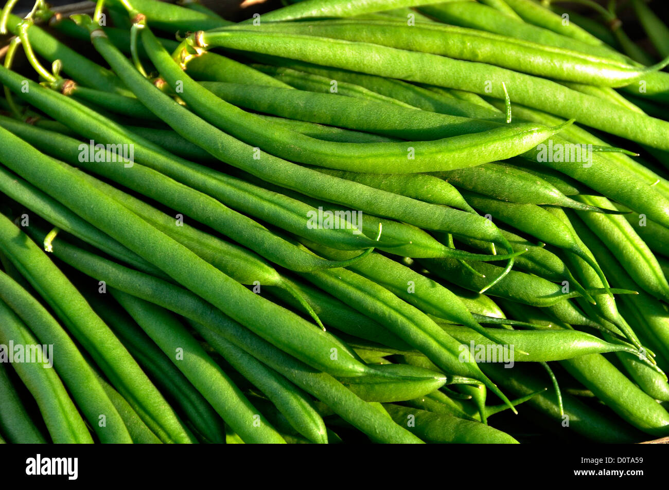 Freshly picked green beans from vegetable garden, dwarf beans