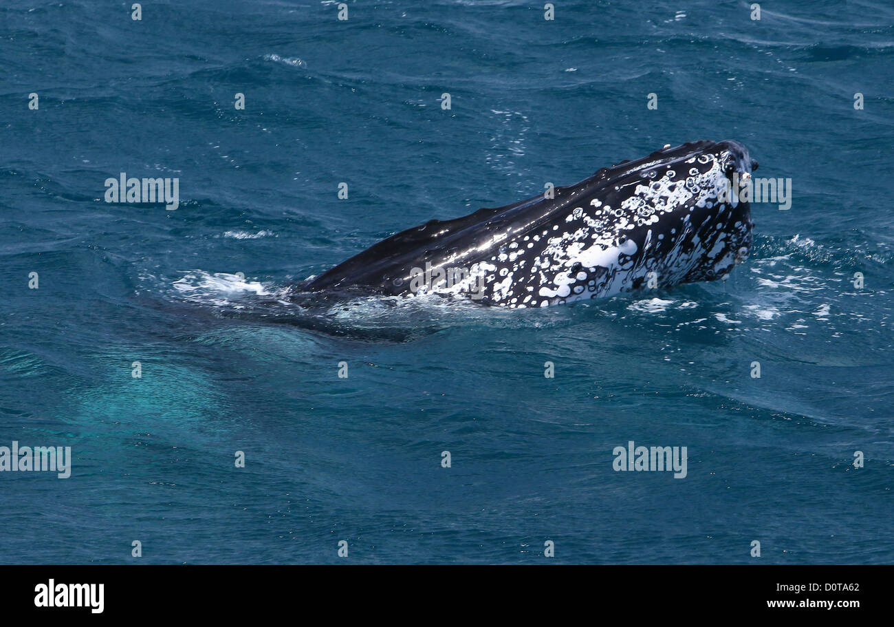 Whale, humpback whale, fish, animal, Hervey Bay, Queensland, Australia, sea, whale watching, boat, boat trip, endangers, Humpbac Stock Photo