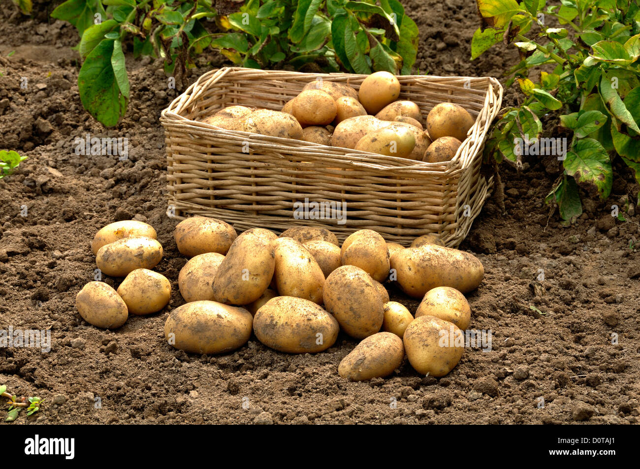 Fresh young potatoes harvest (Solanum tuberosum), in july. 'Potager de Suzanne', Mayenne, Pays de la Loire, France. Stock Photo