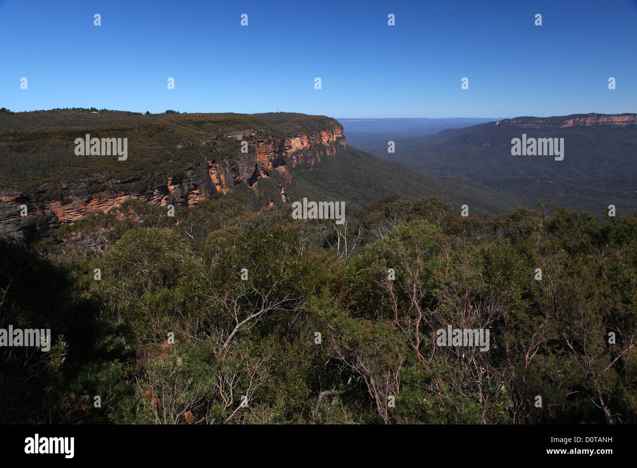 Karri eucalyptuses hires stock photography and images Alamy