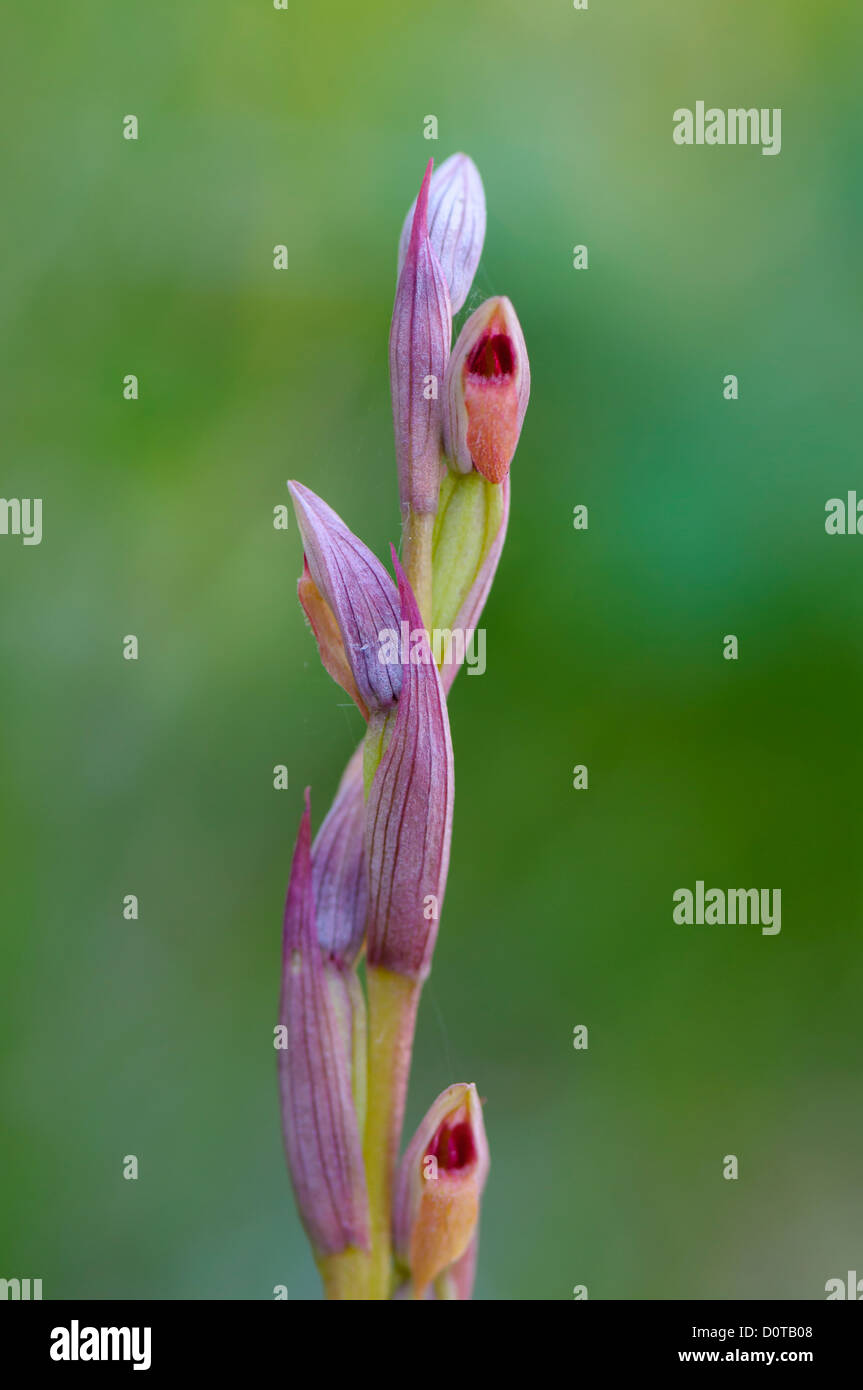 Kleinblütiger Zungenstendel, Serapias parviflora, Small flowered Tongue Orchid Stock Photo
